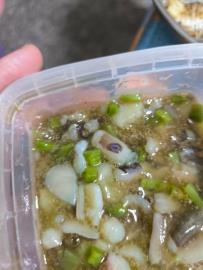 快新聞／買芥末章魚竟吃到劇毒品種　醫揭「無解藥」：熬過24小時才能活