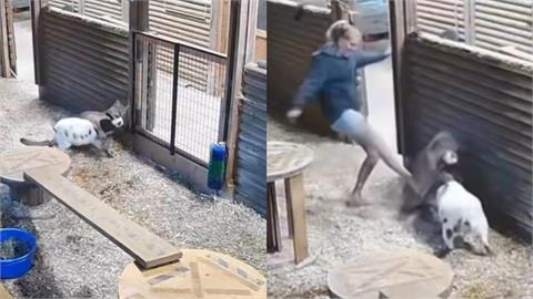 59歲加拿大農場主大戰美洲獅！她「徒手救愛羊」超驚悚畫面掀熱議