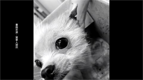 愛犬送美容耳朵被剪缺一角　　飼主控店家不聞不問