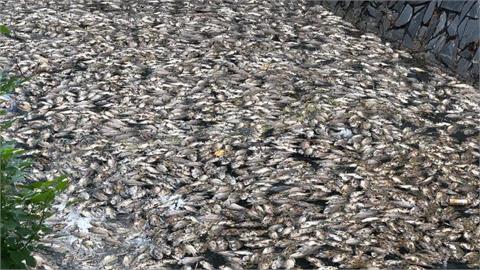 高雄楠梓後勁溪「浮大量魚屍飄臭」　疑天熱溶氧低導致