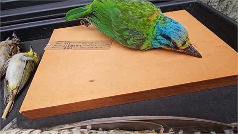 快新聞／世界動物日100周年！新北防鳥撞設計納入教育　142面玻璃全面防撞