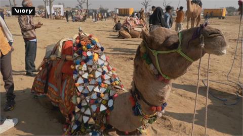 印度拉加斯坦邦駱駝慶典　整座城市一同放假狂歡