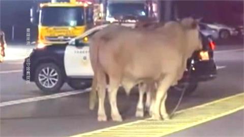 屏東2頭「黃牛」逛大街　警方循線找上飼主開罰