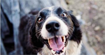 機率萬分之一！男子睡覺被愛犬咬傷染「這症」　竟留永久性後遺症