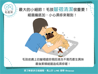 【毛孩保健術】最大的小細節！毛孩皺褶清潔很重要！