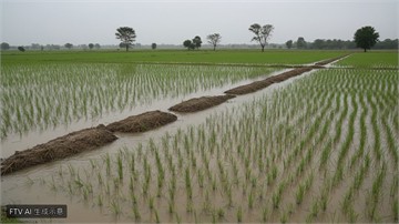 孟加拉暴雨引發洪災！夏季稻米收成告急　農民水中搶收救生計