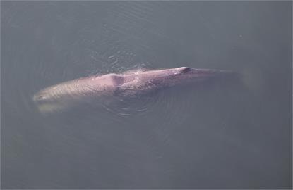 疑「抹香鯨」誤入日本大阪灣　已受困半個月健康快速惡化
