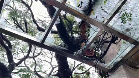 不敵強風樹倒壓民宅　新竹山區累計雨量破500毫米