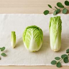 冬季餐桌主角登場 不同白菜口感差異一次看