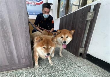 台中2柴犬蹺家突跳上女大生機車　忙送警所找到飼主