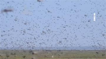 東非沙漠蝗蟲肆虐 4千億隻危急巴基斯坦、印度