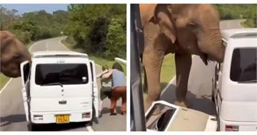 餵食惹禍？野象突襲觀光車「車門遭扯飛」　旅客帶娃逃命全都錄