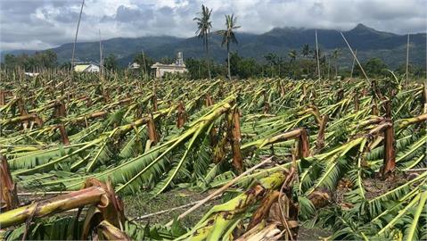 快新聞／台東農民欲哭無淚！「楊柳」颱風重創農業　全縣損失飆破3億