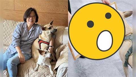 蔡英文愛犬「預測這國」奪世足冠軍！下秒急澄清1句　網笑翻：終於走到玄學這步