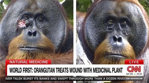 全球首見！　紅毛猩猩自製「草藥」外敷傷口