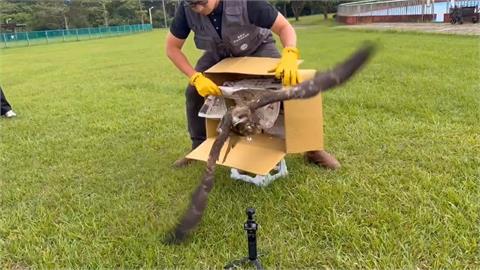 誤入非法鳥網！黑鳶「眨眼」野放　振翅高飛重返山林