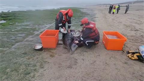 4隻海豚擱淺老梅綠石槽沙灘　1幼體過程中不幸死亡