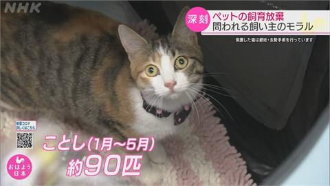 日本貓狗飼養量5年新高　棄養亂象更趨嚴重