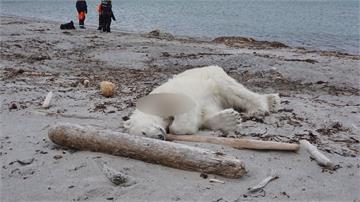 德國郵輪巡邏員為「這個原因」  挪威擊斃北極熊
