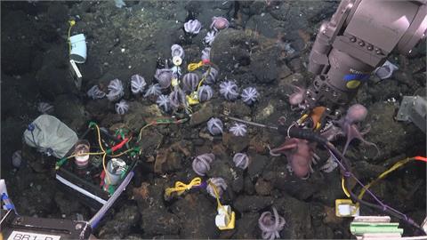 中美3千公尺海底　發現新品種章魚