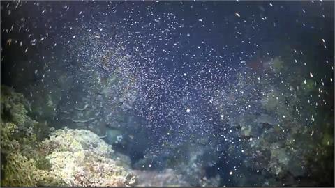 海底下雪啦！　墾丁珊瑚產卵大爆發
