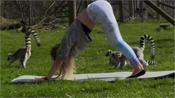 好可愛！英國飯店引進狐猴和人類一起做瑜伽