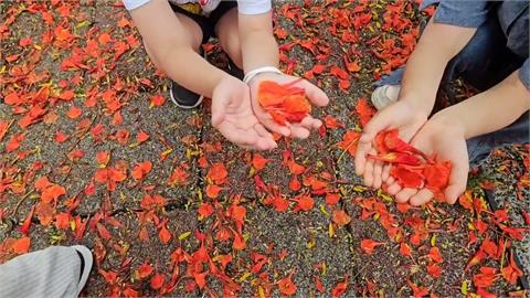 熱搜／基隆田寮河畔「火紅鳳凰花開」　民眾搶拍限定美景
