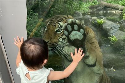快新聞／畫面曝！馬來虎出閘台北動物園　小朋友嗨喊：我看到老虎了