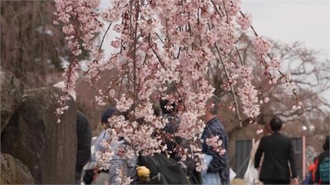 黃偉哲出席日本弘前櫻花祭開幕　強調台南與青森、弘前情誼深厚