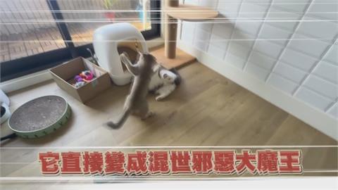 天使小貓變混世邪惡大魔王？她累喊：提早體驗帶娃生活
