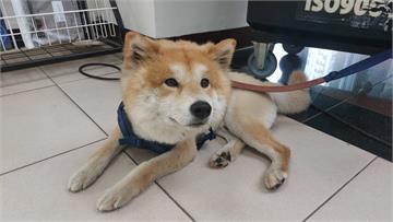 柴犬深夜街頭遊蕩　民眾協助送警尋找飼主