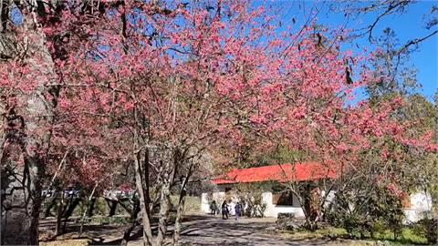 把握春節假期尾聲！　遊客湧武陵農場搶看「緋寒櫻」