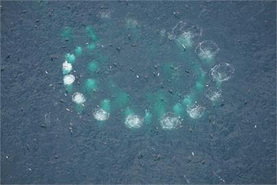 快新聞／獨特奇景！　座頭鯨獵食磷蝦「海面畫出完美同心圓」