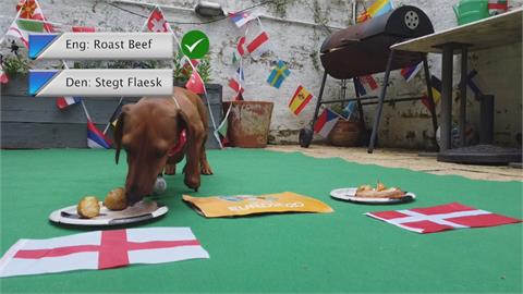 臘腸犬R2D2真的太神了！神準預測英格蘭晉級歐國盃決賽