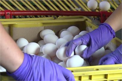 快新聞／8月還有572公噸巴西雞蛋進口？    農業部說明：是放行提領時間