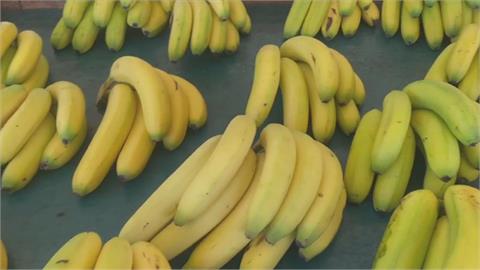 傳台灣香蕉銷日本「農藥超標」遭下架 農糧署：僅個案、不影響整體輸日