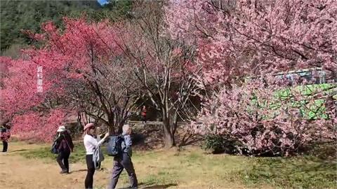 武陵農場櫻花季估２／８登場　國民賓館開放訂房１分鐘秒殺