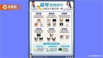 貓咪智商排行榜　你家主子屬於哪一級?