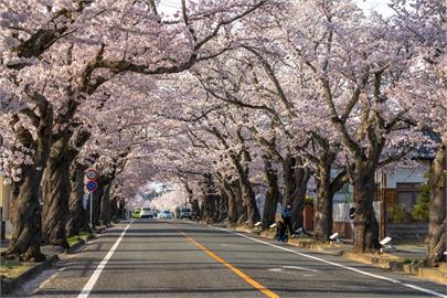 日本氣溫上升櫻花盛開！　民眾趁好天氣出門踏青賞櫻