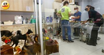 毛孩藥翻盤1／寵物用藥新制急煞車　專家批正面表列窄化治療路