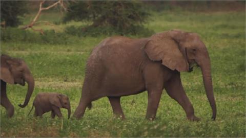 盜獵猖獗 莫三比克母象演化為沒有象牙