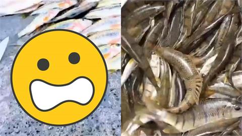 杭州男嗨吃「中國野溪石斑魚卵」慘出事！醫急警告「1毒性超強」：沒有特效解藥