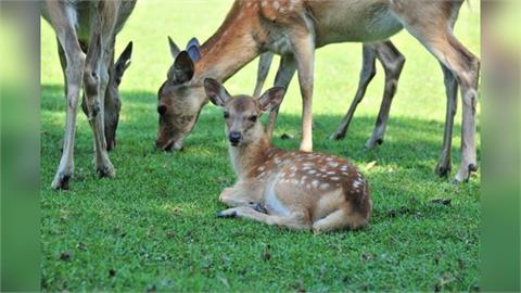 大阪市區野鹿趴趴走　疑從奈良公園翻山越嶺而來