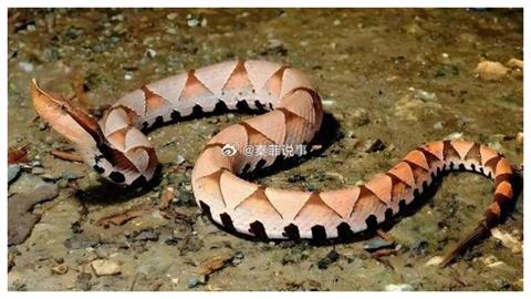 整理院子驚遭百步蛇狠咬！55歲大叔痛到昏厥送醫…尿液竟呈「1恐怖色」險喪命
