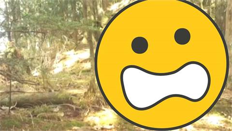 女記者直播到一半被「牠」盯上！巨獸「後方現蹤」僅離幾公尺…驚悚畫面曝光