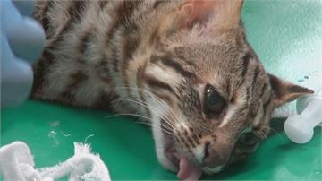「飛飛」不見了！石虎疑挖岩壁逃脫 動物園搜尋總動員