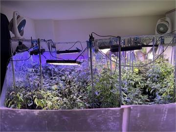 外籍補教師種大麻　警2波查獲292株估值2000萬元