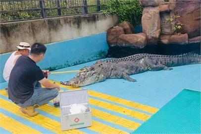 快新聞／麻豆巨鱷「小河」被「送中」後疑遭虐亡　網友怒出征動保團體