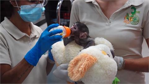 墨西哥版「Panchi」　母猴無法照顧　小紅猴緊抱玩偶不放