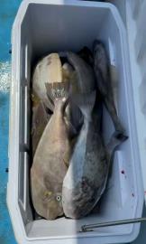 睽違四年! 剝皮魚"大咬" 50多艘漁船包圍潮境海灣